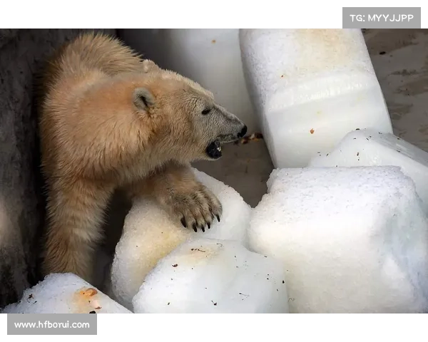 冰虎宝宝的生存智慧:探秘这一稀有物种的独特适应策略与生存之道 冰虎宝宝的生存智慧:探秘这一稀有物种的独特适应策略与生存之道